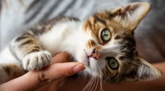 Ako liečiť zbavenie mačiek?